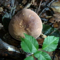 mushroom burke lake 9819 1aug20zac