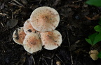 mushrooms burke lake 9879 1aug20