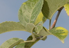 apple leaf macintosh fruit farm 9967 20aug20