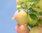 apple macintosh fruit farm 9966 20aug20