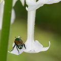 japanese beetle tobacco flower virginia arboretum 0147 20aug20