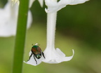 japanese beetle tobacco flower virginia arboretum 0147 20aug20