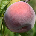 peach macintosh fruit farm 0031 20aug20