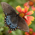 spice swallowtail papilio troilus monticello 0307 2sep20