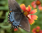 spice swallowtail papilio troilus monticello 0310 2sep20