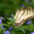 tiger swallowtail papilio glaucus monticello 0289 2sep20
