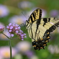 tiger swallowtail papilio glaucus monticello 0359 2sep20
