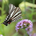 zebra_swallowtail_protographium_marcellus_monticello_0395_2sep20.jpg