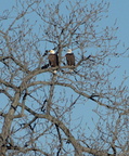 bald eagles haliaeetus leucocephalus dyke marsh 2389 10jan21zac