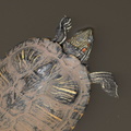 red eared slider turtle trachemys scripta elegans eleanor c lawrence park 2569 17jan21