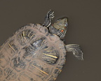 red eared slider turtle trachemys scripta elegans eleanor c lawrence park 2569 17jan21