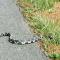 black rat snake elapheo obsoleta blackwater refuge 010 8 13apr02