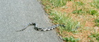 black rat snake elapheo obsoleta blackwater refuge 010 8 13apr02