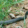 black rat snake elapheo obsoleta blackwater refuge 016 14 13apr02