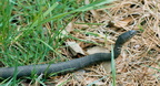 black rat snake elapheo obsoleta blackwater refuge 016 14 13apr02