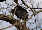 black vulture coragyps atratus banshee reeks nature preserve 2650 27jan21
