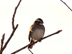 white throated sparrow zonotrichia albicollis banshee reeks nature preserve 2671 27jan21zac