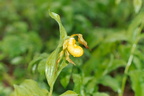 yellow lady slipper cypripedium parviflorum george thompson 011 8a 3jul02a
