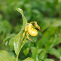 yellow lady slipper cypripedium parviflorum george thompson 011 8a 3jul03b