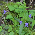 violetflower george thompson 15may15