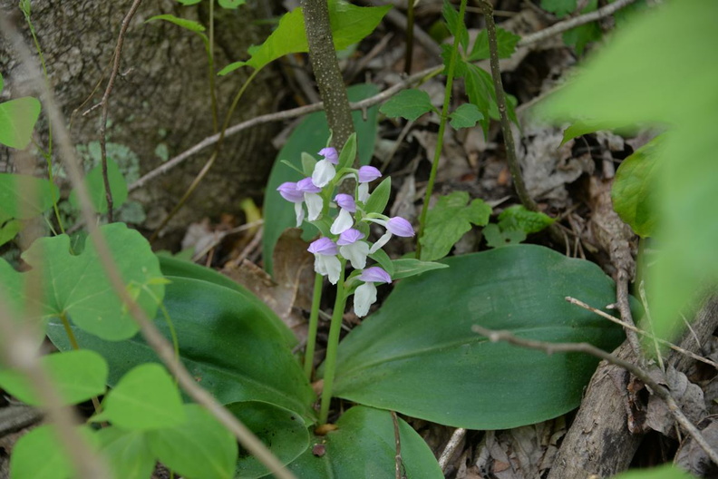 showy_orchis_15may15a.jpg