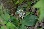 showy orchis 15may15a