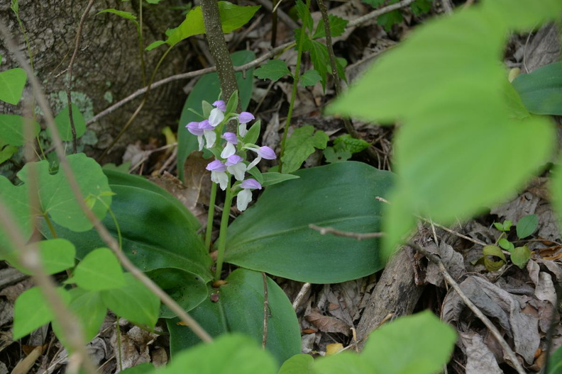 showy orchis 15may15b