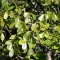 mountain laurel kalmia latifolia warrenton branch greenway 3002 24feb21