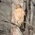red shouldered hawk buteo lineatus w and od trail vienna 3213 7mar21