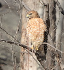 red shouldered hawk buteo lineatus w and od trail vienna 3213 7mar21