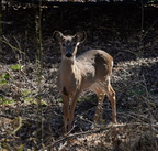 deer w and od trail vienna 3176 7mar21