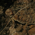 blainviles horned lizard phrynosoma blainvillii mount laguna san diego 4486 21jul11