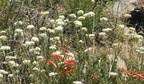 california fuchsia epilobium canums mount laguna san diego 4517 21jul11