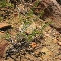 desert scrub oak quercus cornelius-mulleri mount laguna san diego 4526 21jul11