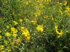 slender sunflower helianthus gracilentus mount laguna san diego 4482 21jul11