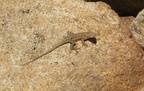 southern alligator lizard elgaria multicarinata mount laguna san diego 4488 21jul11