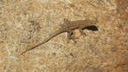 southern alligator lizard elgaria multicarinata mount laguna san diego 4490 21jul11
