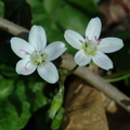 spring beauty claytonia virginica thaiss park trail 3386 21mar21zac