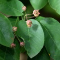 serviceberry amelanchier canadensis rose river farm virginia 5673 31may21