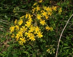 golden ragwort  packera aurea vienna 4632 11apr21zac