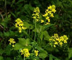 garden yellow rocket barbarea vulgaris george thompson 4997 4may21zac