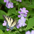 tiger swallowtail wild geranium george thompson 5012 4may21