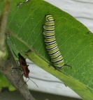 milkweed bug monarch caterpiller 4851 31aug11