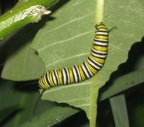 monarch caterpillar 27aug11