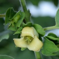 american persimmon diospyros virginiana fairfax 5598 25may21