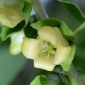 american persimmon diospyros virginiana fairfax 5604 25may21