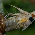 cicada magicicada brood x fairfax 5469 19may21