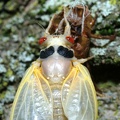 cicada magicicada brood x fairfax 5483 19may21zac