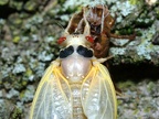 cicada magicicada brood x fairfax 5483 19may21zac