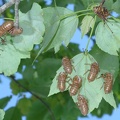 cicada magicicada brood x fairfax 5503 19may21